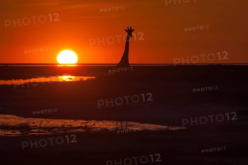 Giraffe (Giraffa camelopardalis) at sunset