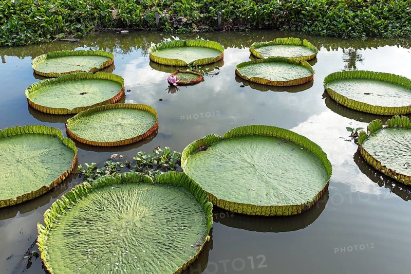 Giant Water Lilies (Victoria sp.)