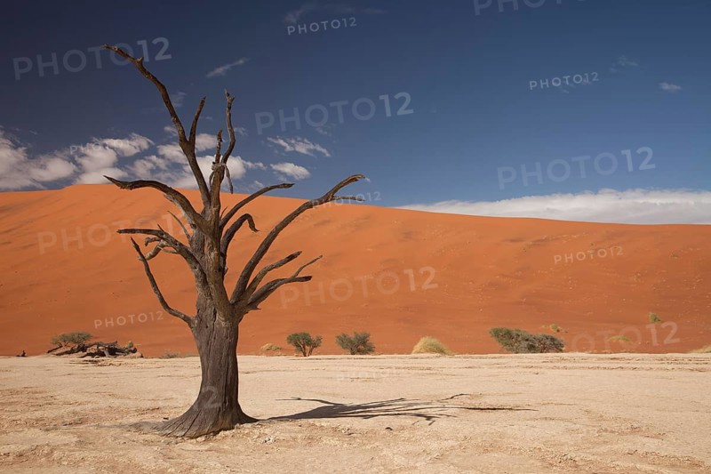 Dead tree in the Dead Vlei desert