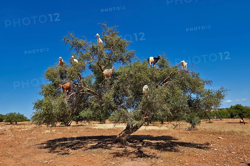 Goats feeding on argan nuts in an argan tree