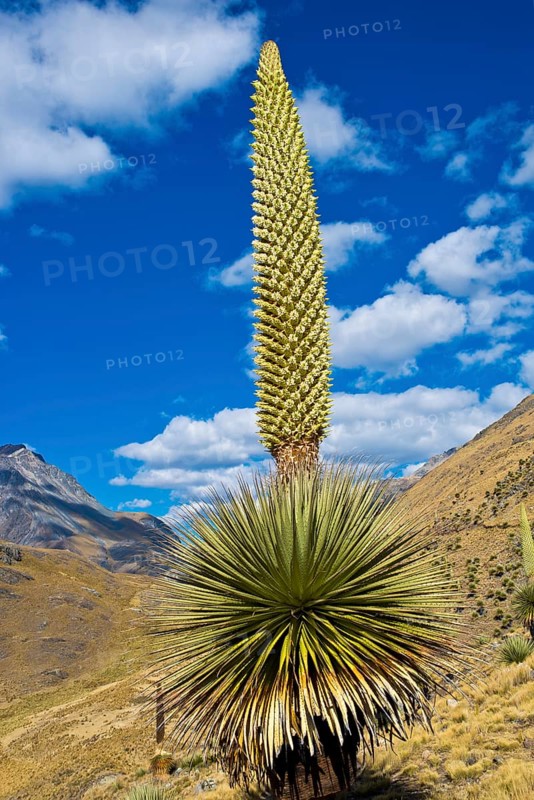 Queen of the Andes or Giant Bromeliad (Puya raimondii)