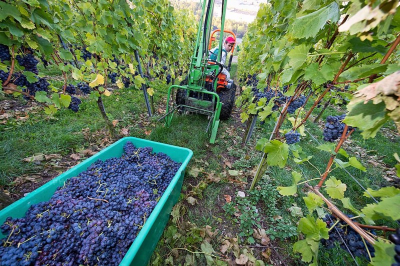 A small tractor is taking harvested grapes out of a vineyard