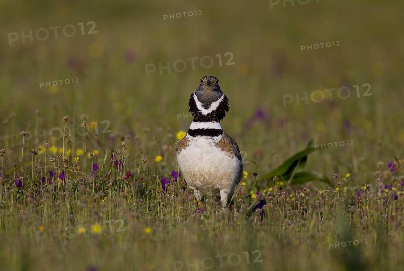 Little Bustard (Tetrax tetrax)