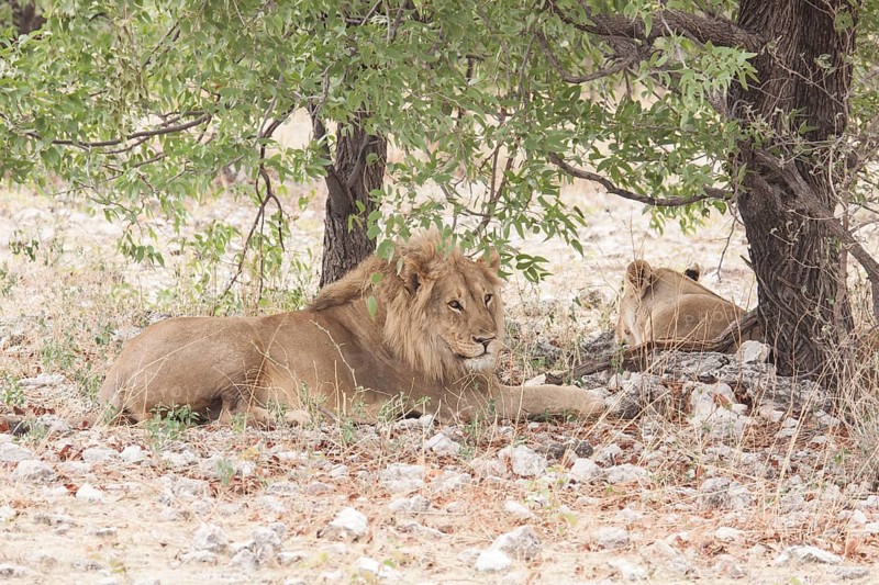 Lion (Panthera leo)