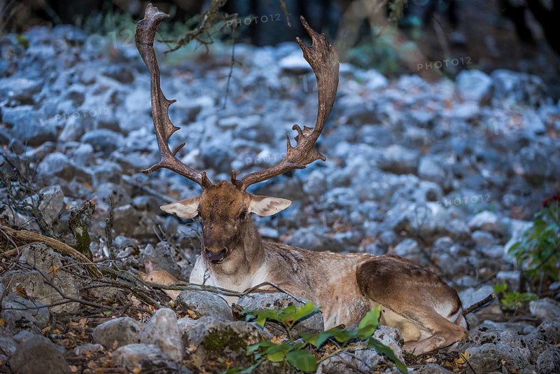 Fallow deer (Dama dama)