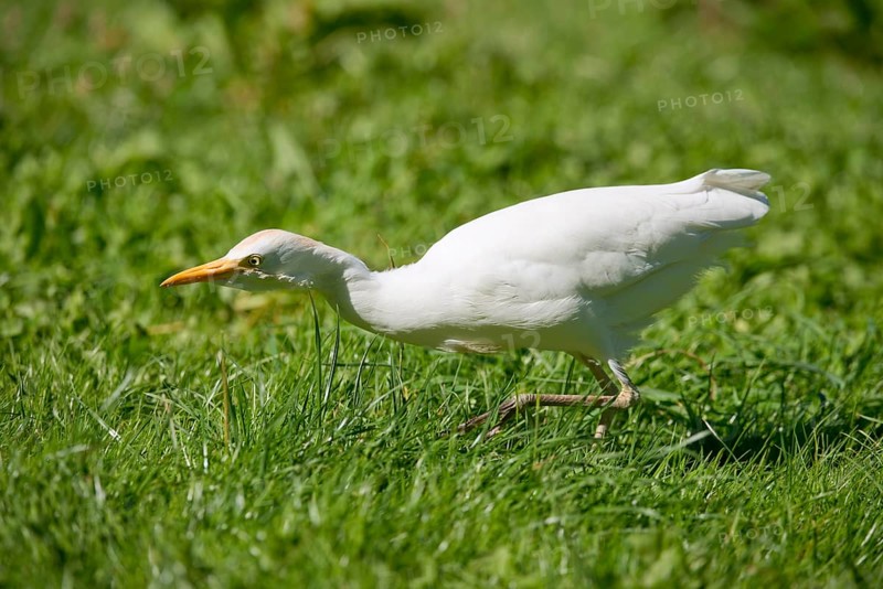 Cattle Egret (Bubulcus ibis) foraging