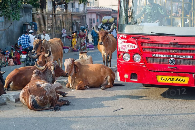 Cattle on the street blocking the traffic