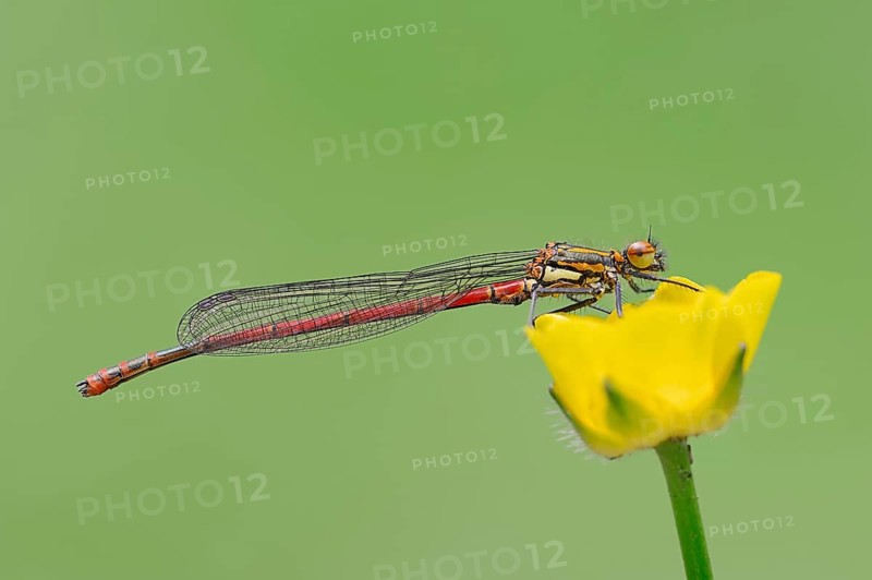 Pyrrhosoma nymphula (Pyrrhosoma nymphula)