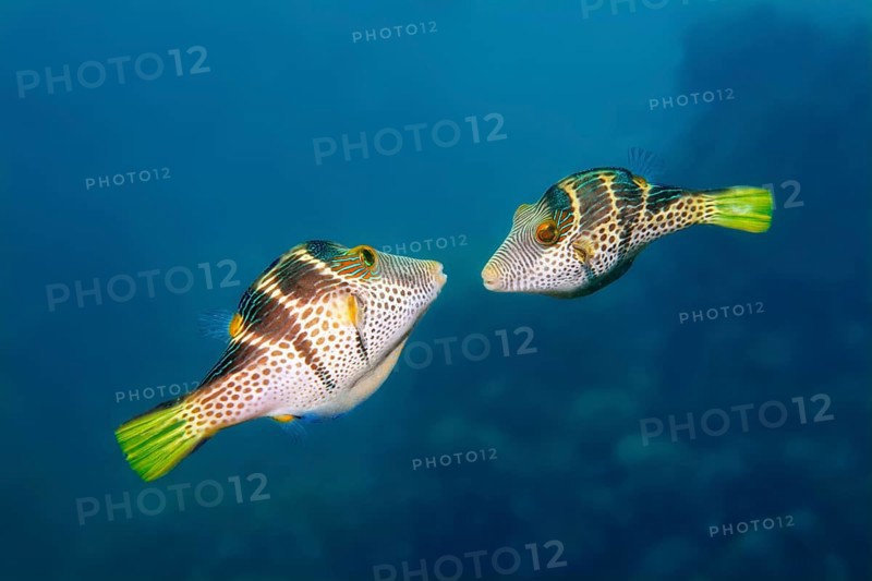 Valentinni's Sharpnose Puffer or Black Saddled Toby