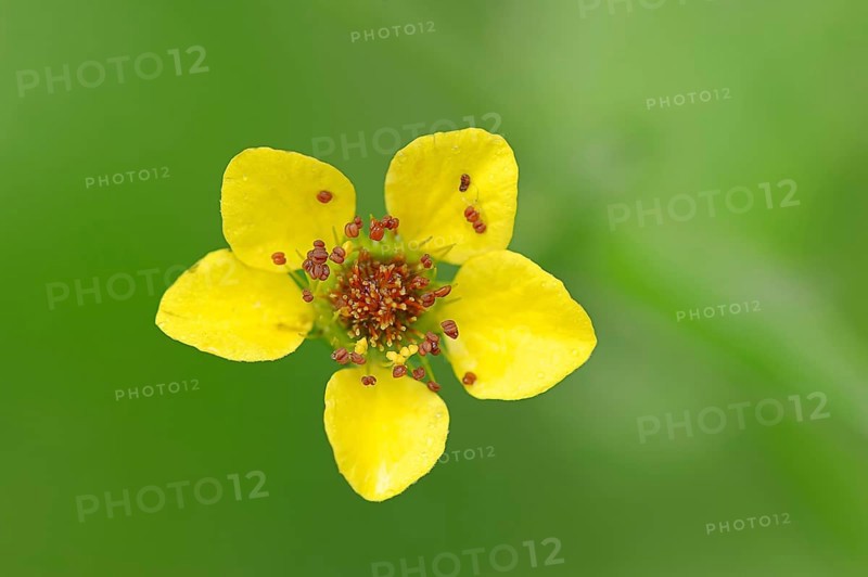 Wood Avens