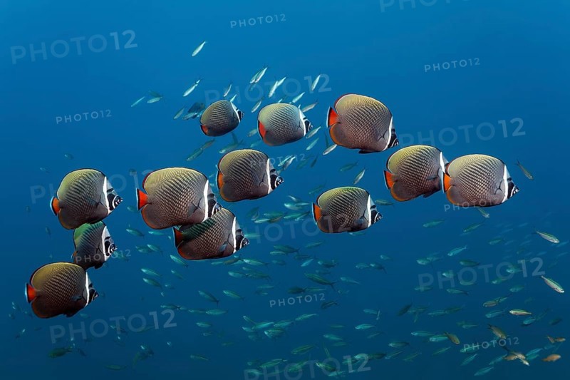 Shoal of Redtail Butterflyfish (Chaetodon collare)
