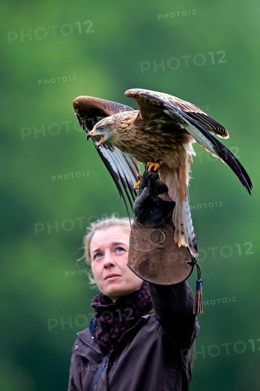 Falconer with Red Kite (Milvus milvus)