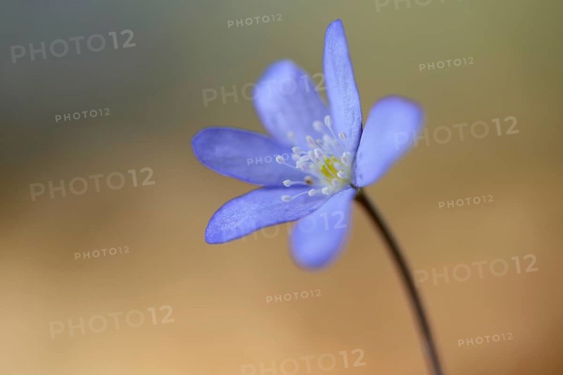 Hepatica