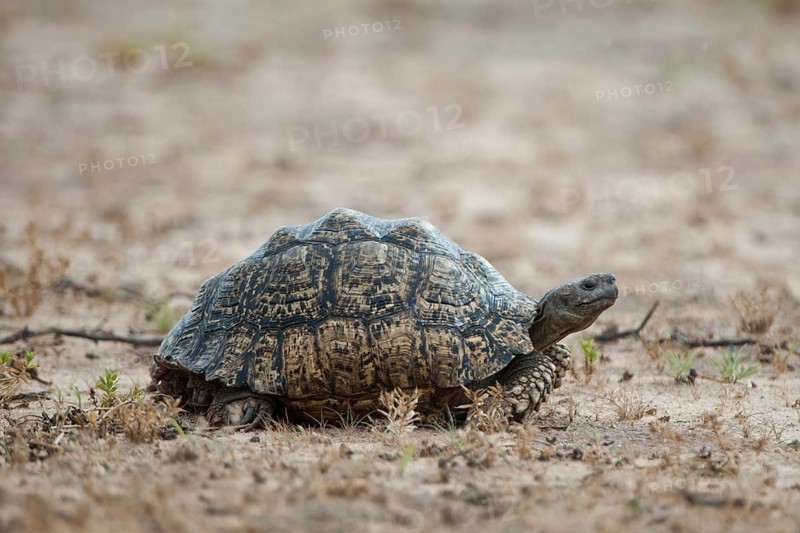 Leopard Tortoise (Geochelone pardalis)