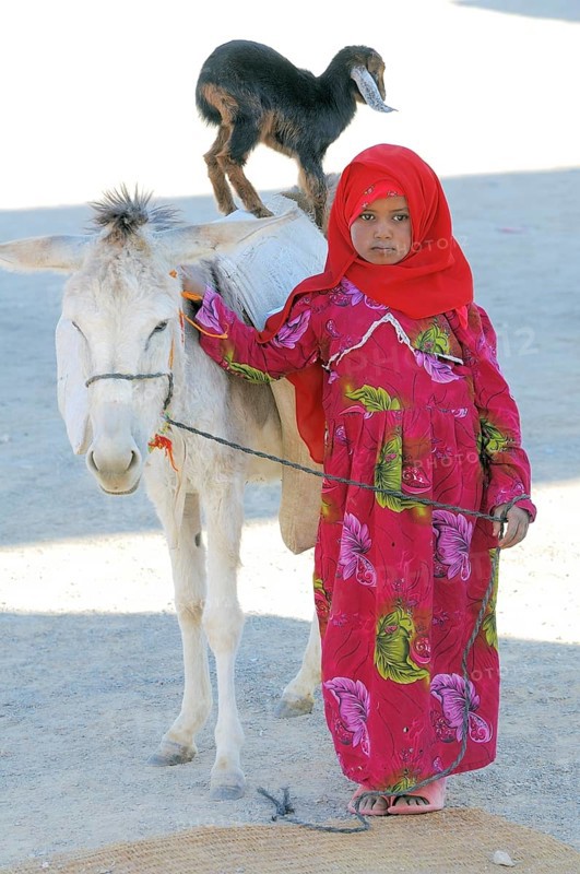A young Bedouin girl with a goatling standing on the back of a donkey
