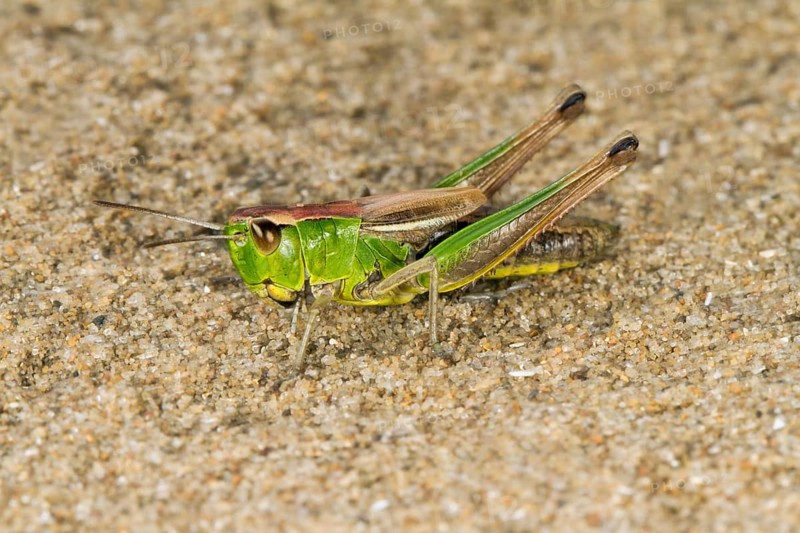 Meadow Grasshopper (Chorthippus parallelus)