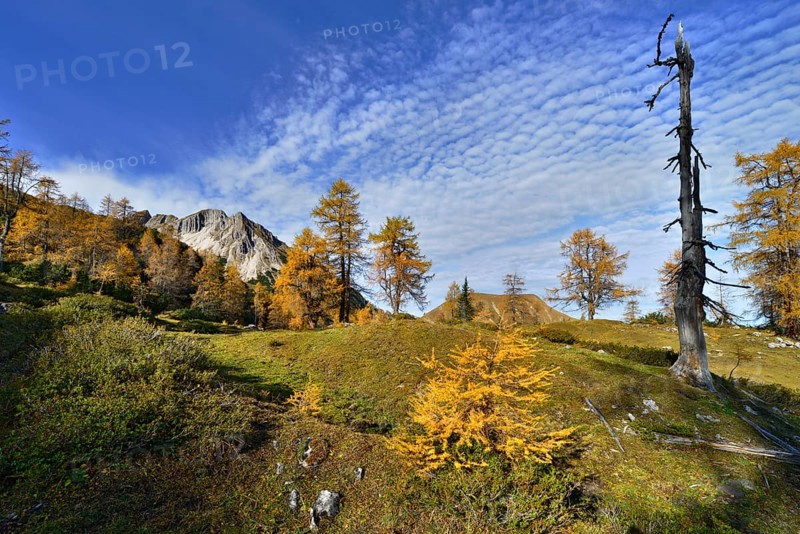 Larch forest (Larix decidua)