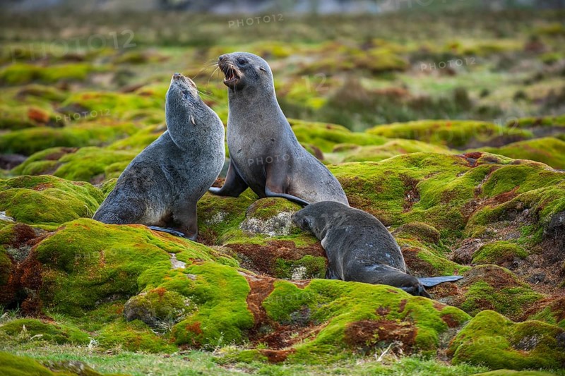 Antarctic Fur Seals (Arctocephalus gazella) fighting for a site