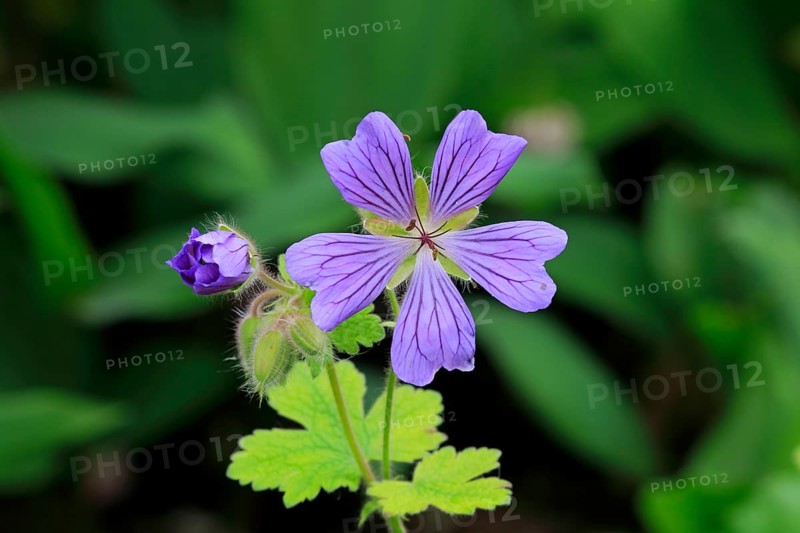 Cranesbill or Ashy Cranesbill (Geranium cinereum)