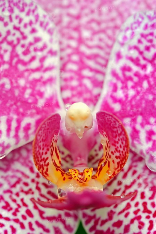 Moth Orchid (Phalaenopsis spp.)