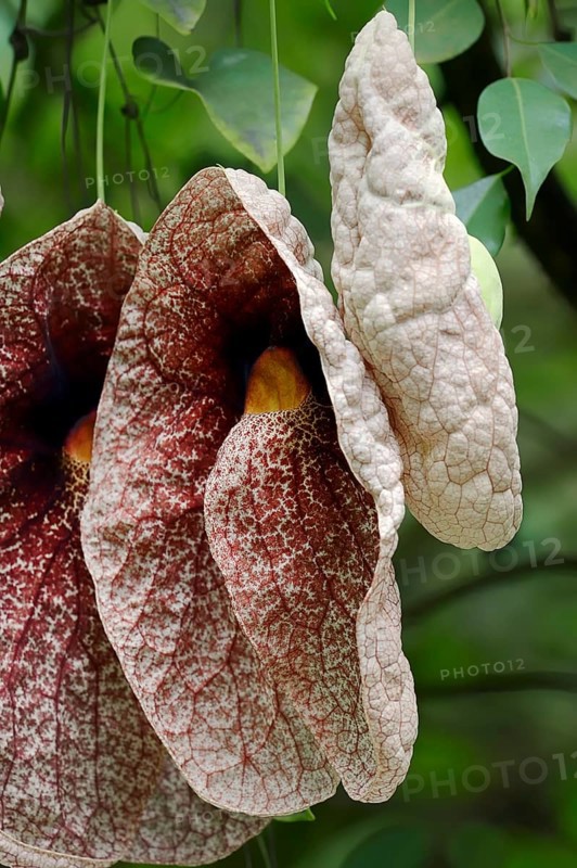 Giant Pelican Flower (Aristolochia gigantea)