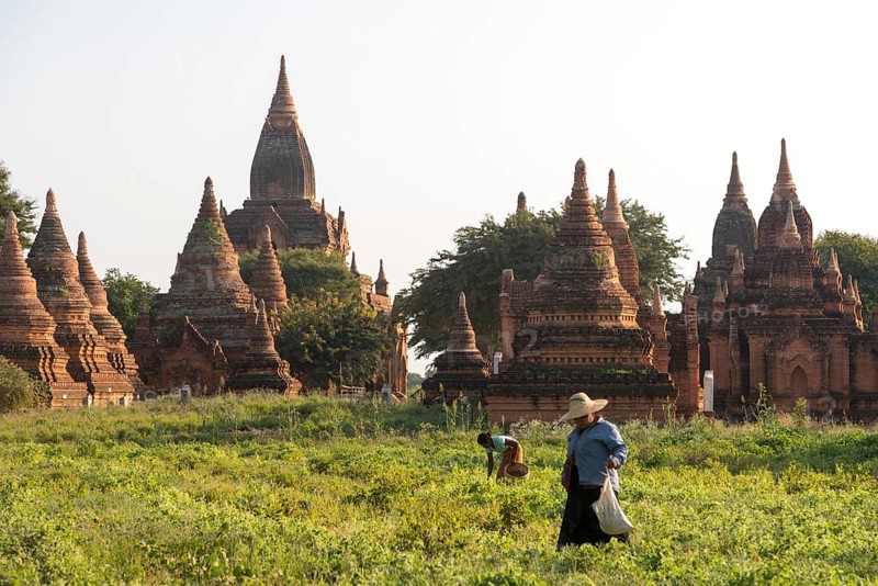 Woman farming in front of a temple complex