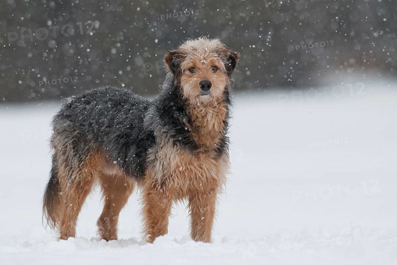 Bosnian Coarse-haired Hound