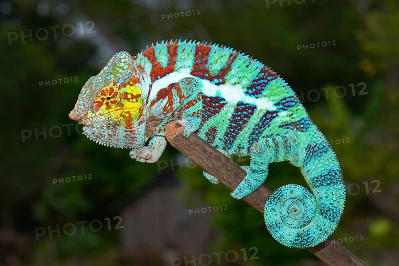 Panther Chameleon (Furcifer pardalis)