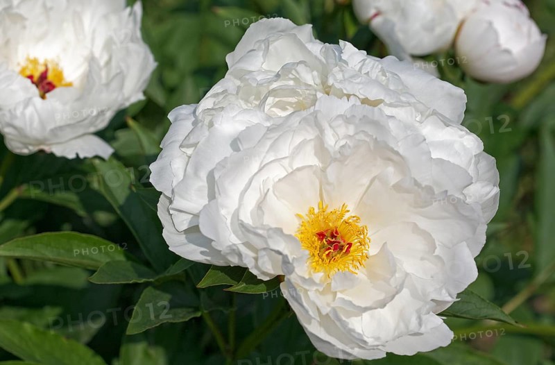 Chinese Peony 'Zu Zu' (Paeonia lactiflora 'Zu Zu')