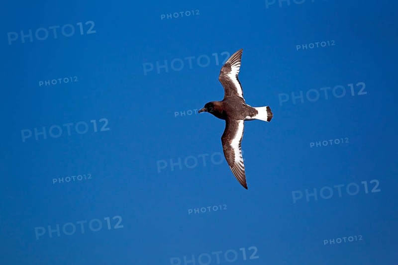 Cape Petrel (Daption capense)