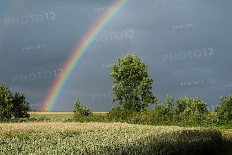Rainbow over corn fields