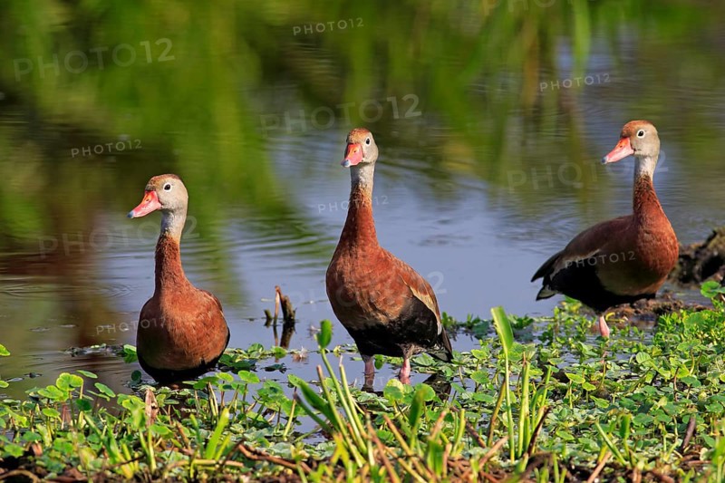 Three Black-bellied Whistling Ducks (Dendrocygna autumnalis)