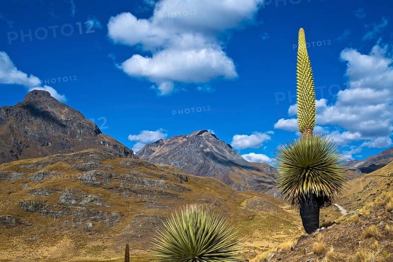 Queen of the Andes or Giant Bromeliad (Puya raimondii)