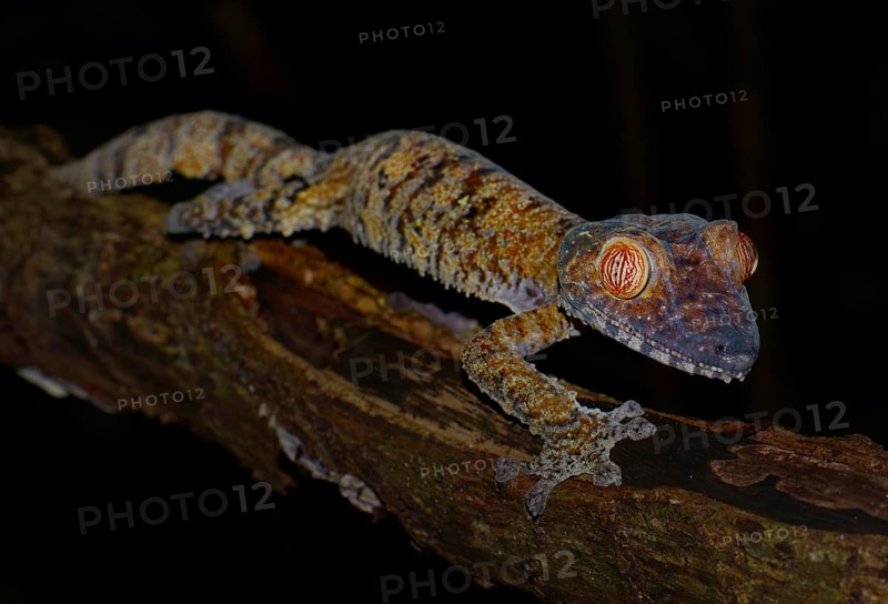 Giant Leaf-tailed Gecko (Uroplatus fimbriatus)