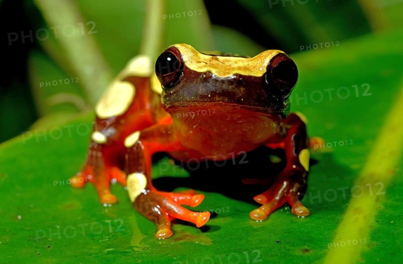 White-leaf frog (Dendropsophus leucophyllatus)