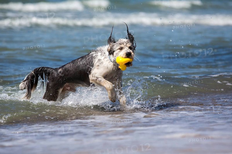 Dog coming out of the sea with a rubber duck in its mouth