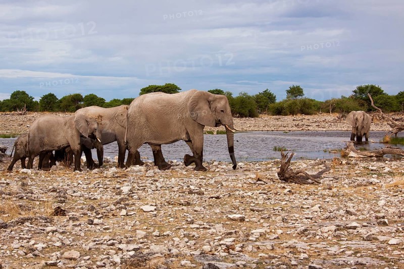 African elephants (Loxodonta africana)