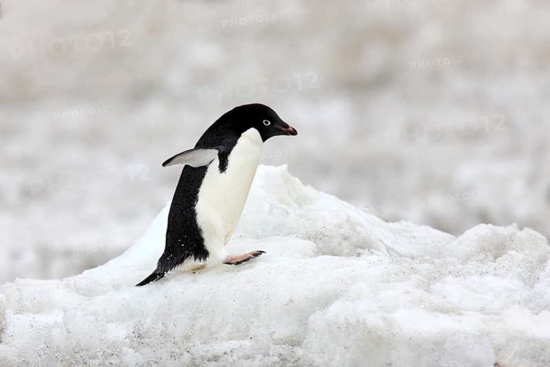 Adelie Penguin (Pygoscelis adeliae)