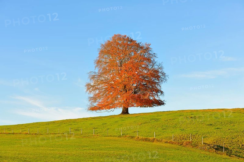 European Beech (Fagus sylvatica) in autumn