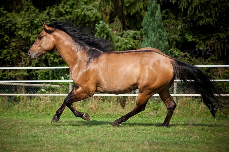 Gelding