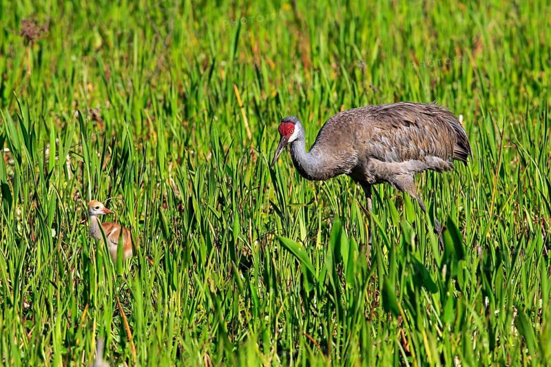 Sandhill Crane (Grus canadensis) with young
