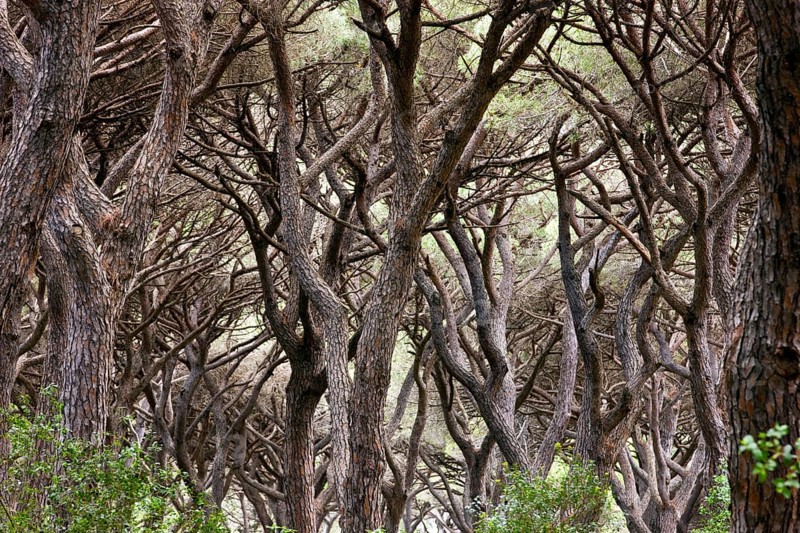 Pine forest near Castiglione della Pescaia