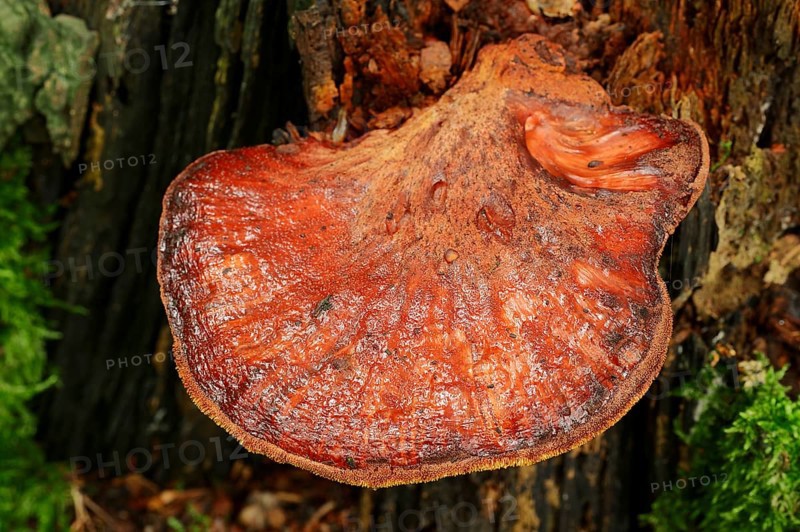 Beefsteak Fungus