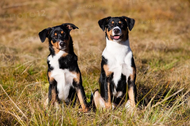Appenzeller Sennenhund