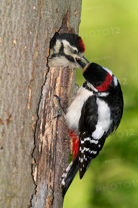 Great Spotted Woodpecker (Dendrocopos major)