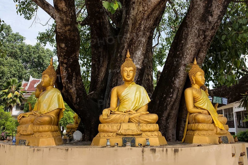 Buddha statues under a tree at Wat Si Khun Muang Temple
