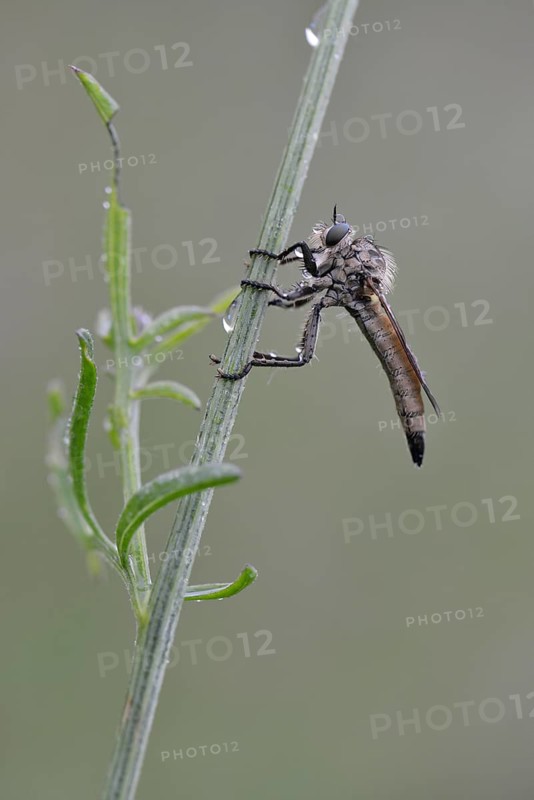Robber Fly (Eutolmus rufibarbis)