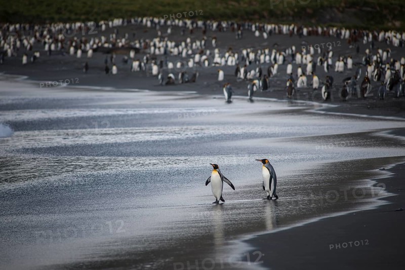 A colony of King Penguins (Aptenodytes patagonicus)