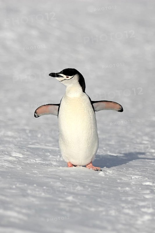 Chinstrap Penguin (Pygoscelis antarctica)
