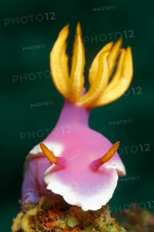 Bullocks Hypselodoris (Chromodoris bullockii)